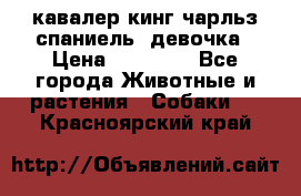  кавалер кинг чарльз спаниель -девочка › Цена ­ 45 000 - Все города Животные и растения » Собаки   . Красноярский край